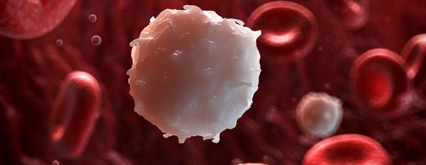 Лейкоцит в крови